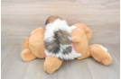 Pomachon Puppy for Adoption