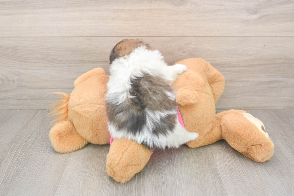Pomachon Puppy for Adoption