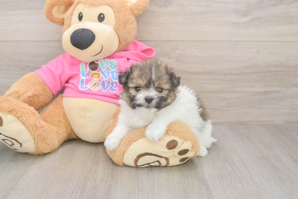 Happy Pomachon Baby