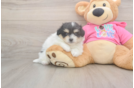 Pomachon Puppy for Adoption