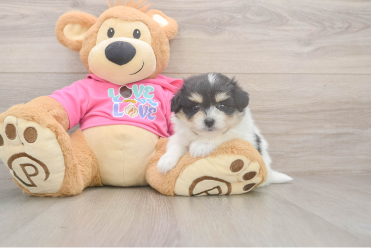 Pomachon Pup Being Cute