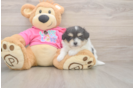 Pomachon Pup Being Cute
