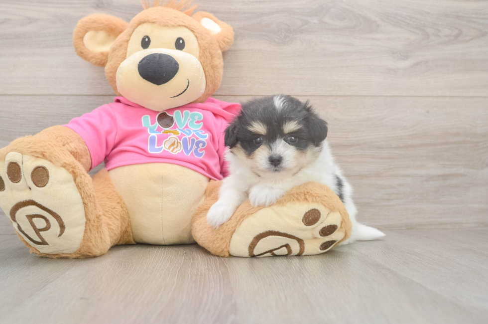 5 week old Pomachon Puppy For Sale - Lone Star Pups