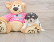 6 week old Pomachon Puppy For Sale - Lone Star Pups 6 week old Pomachon Puppy For Sale - Lone Star Pups