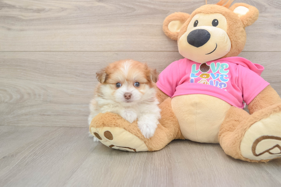 Petite Pomachon Designer Pup