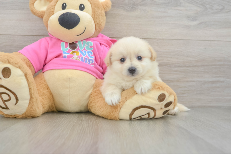 Pomachon Puppy for Adoption