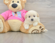 5 week old Pomachon Puppy For Sale - Lone Star Pups