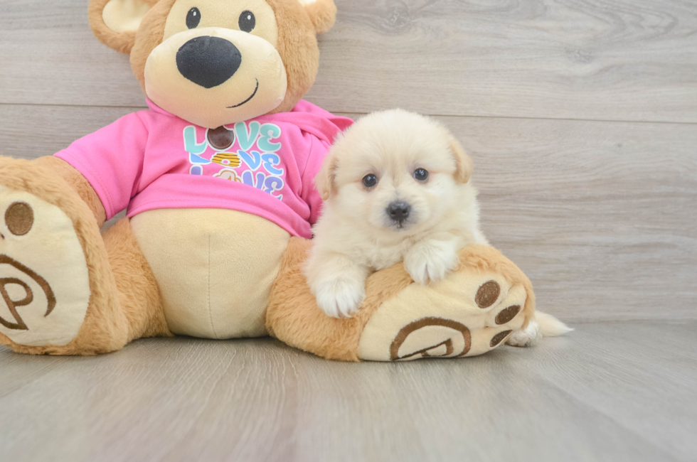 5 week old Pomachon Puppy For Sale - Lone Star Pups