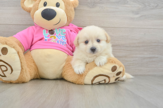 Pomachon Puppy for Adoption