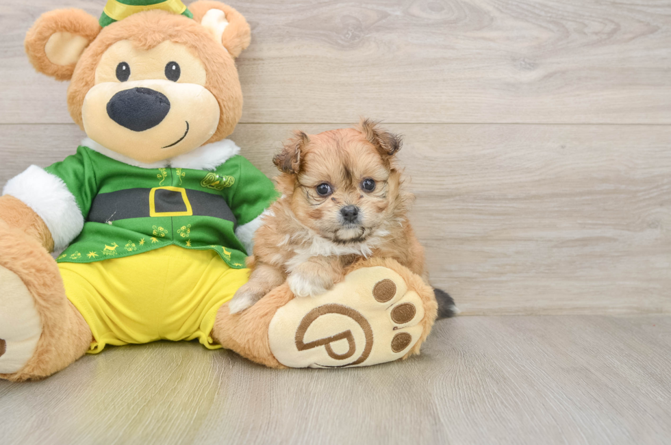 5 week old Pomachon Puppy For Sale - Lone Star Pups