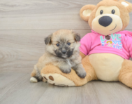 7 week old Pomachon Puppy For Sale - Lone Star Pups