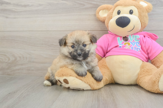 Pomachon Pup Being Cute