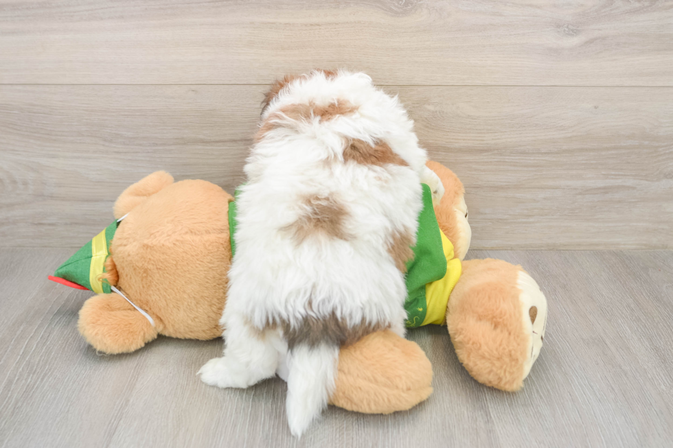 Fluffy Pomachon Designer Pup