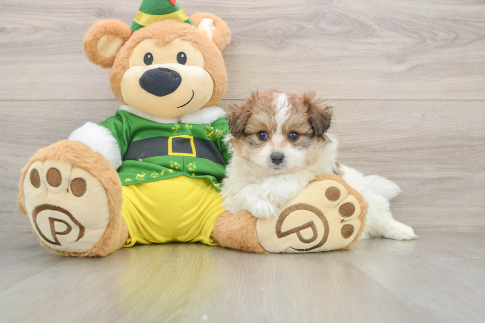 Popular Pomachon Designer Pup