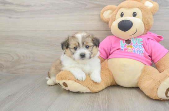 Adorable Pom Frise Designer Puppy