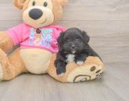5 week old Pomachon Puppy For Sale - Lone Star Pups