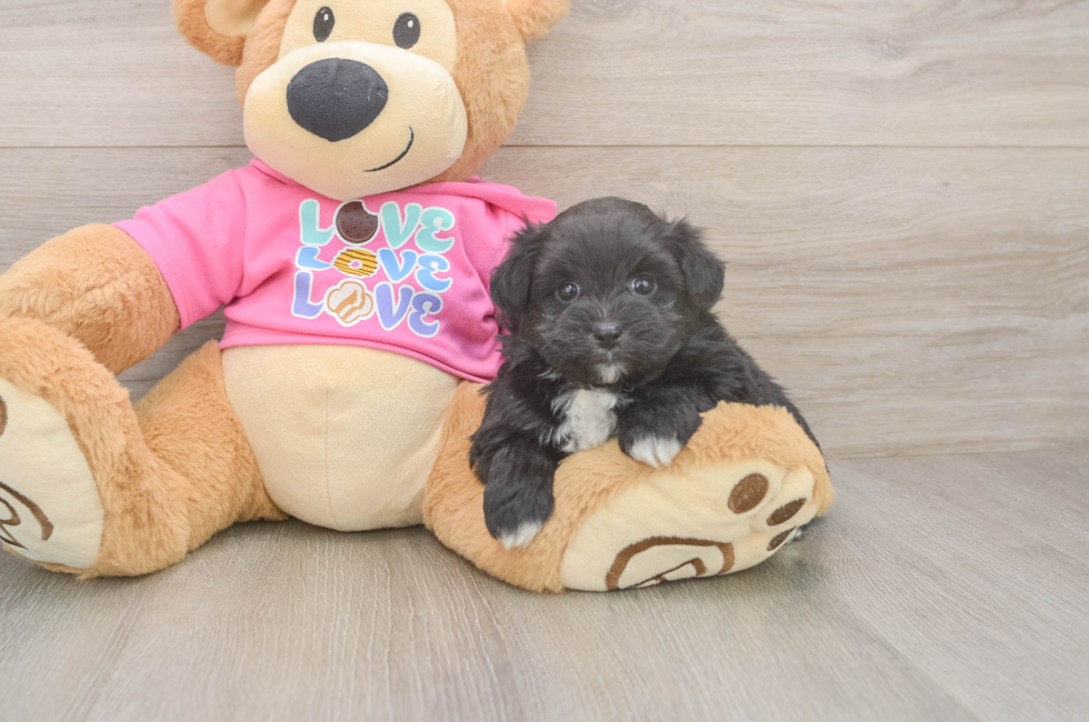 5 week old Pomachon Puppy For Sale - Lone Star Pups