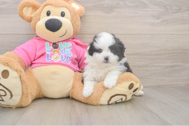 Pomachon Pup Being Cute