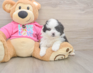 5 week old Pomachon Puppy For Sale - Lone Star Pups