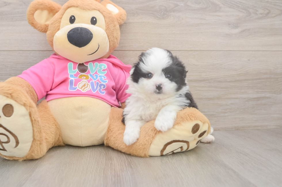 5 week old Pomachon Puppy For Sale - Lone Star Pups