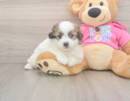 5 week old Pomachon Puppy For Sale - Lone Star Pups