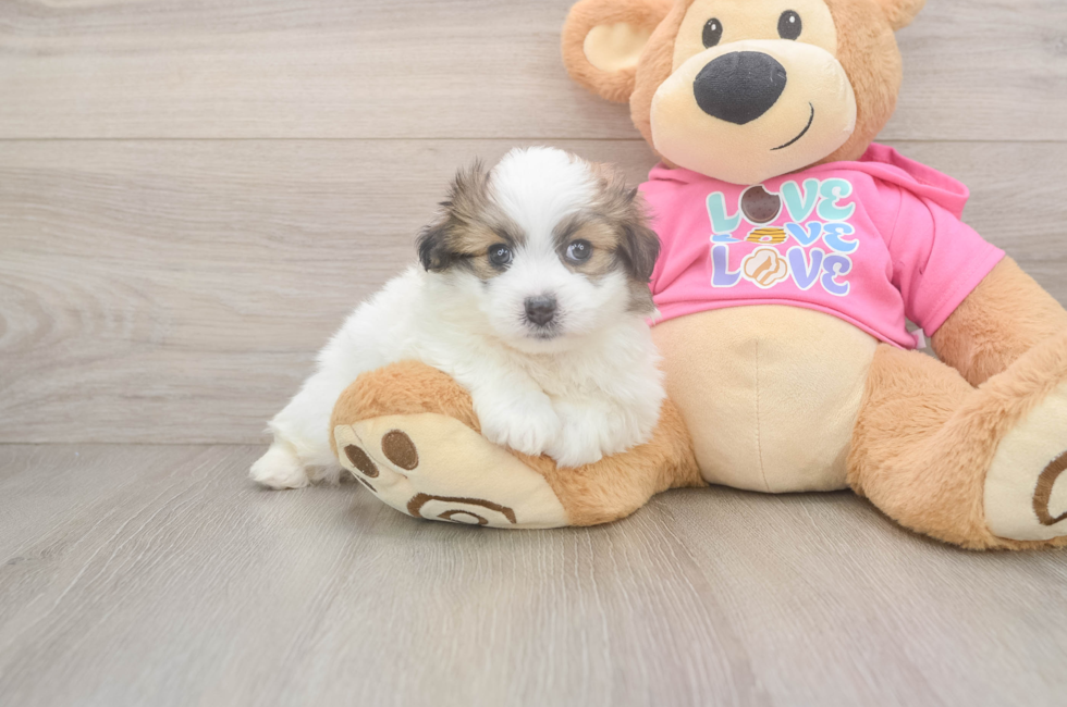 5 week old Pomachon Puppy For Sale - Lone Star Pups