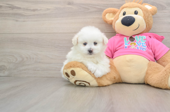 Little Pom Frise Designer Puppy