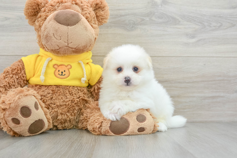 Pomachon Pup Being Cute