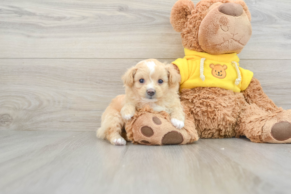 Little Pompoo Poodle Mix Puppy