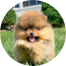 Pomeranian Puppies For Sale - Lone Star Pups