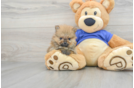 Pomeranian Pup Being Cute