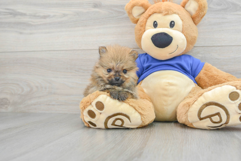 Meet Aj - our Pomeranian Puppy Photo 1/3 - Lone Star Pups
