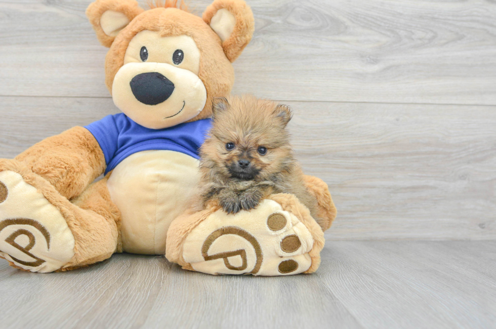 6 week old Pomeranian Puppy For Sale - Lone Star Pups