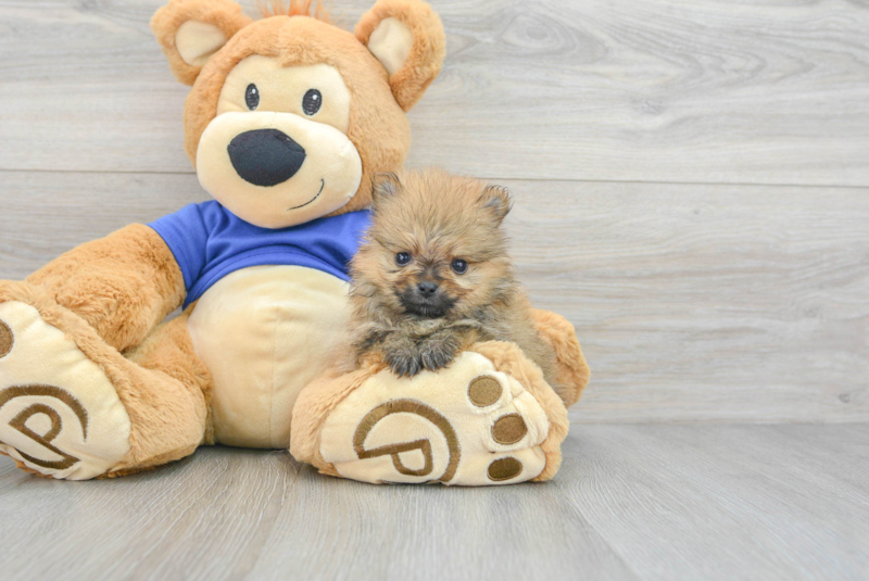 Meet Aj - our Pomeranian Puppy Photo 3/3 - Lone Star Pups