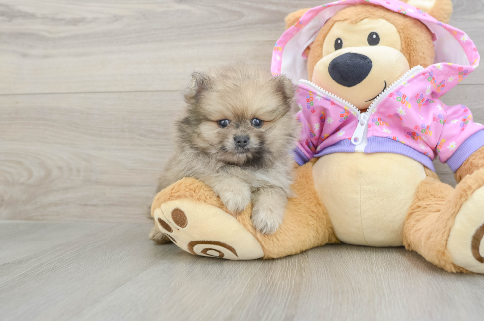 6 week old Pomeranian Puppy For Sale - Lone Star Pups