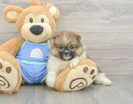5 week old Pomeranian Puppy For Sale - Lone Star Pups