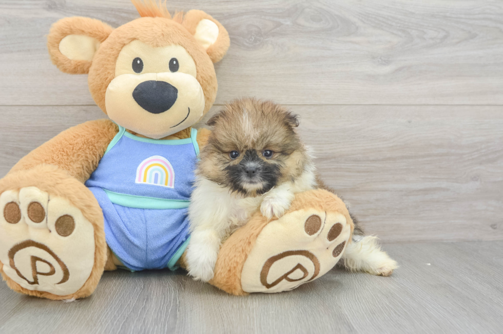 6 week old Pomeranian Puppy For Sale - Lone Star Pups