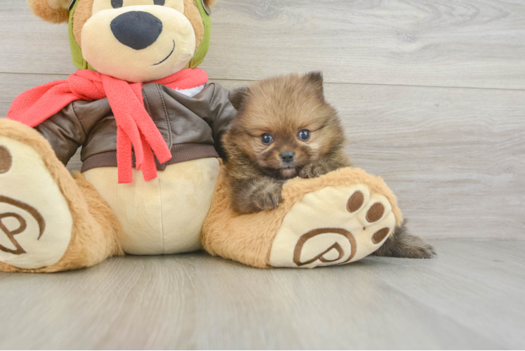Pomeranian Pup Being Cute