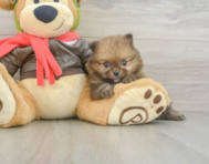 6 week old Pomeranian Puppy For Sale - Lone Star Pups