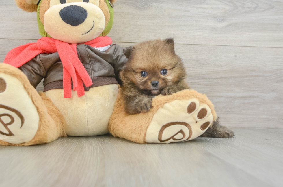 5 week old Pomeranian Puppy For Sale - Lone Star Pups
