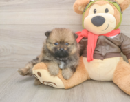 7 week old Pomeranian Puppy For Sale - Lone Star Pups