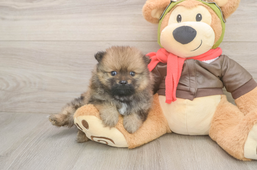 5 week old Pomeranian Puppy For Sale - Lone Star Pups