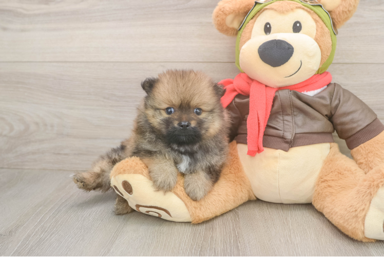Meet Aj - our Pomeranian Puppy Photo  1/3 - Lone Star Pups Pomeranian Pup Being Cute