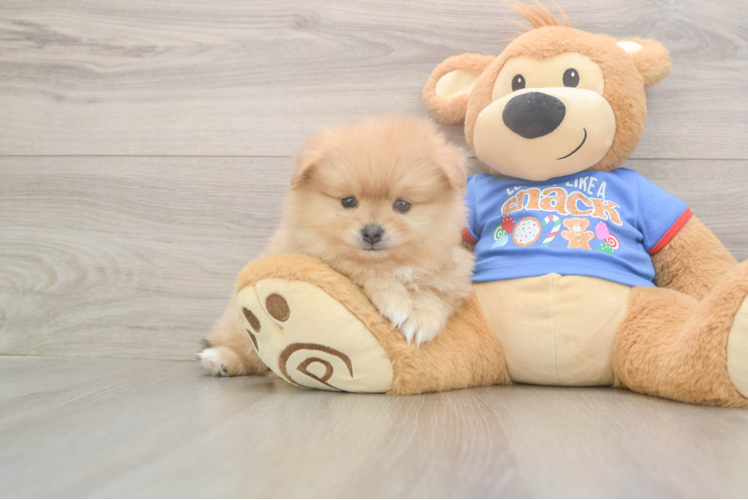 Pomeranian Pup Being Cute