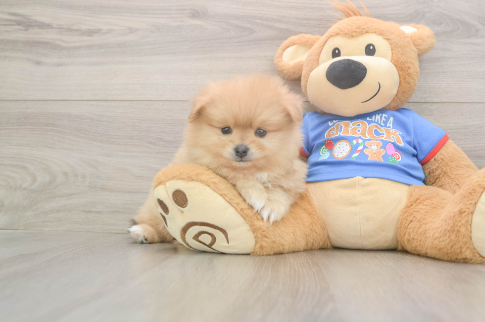 5 week old Pomeranian Puppy For Sale - Lone Star Pups
