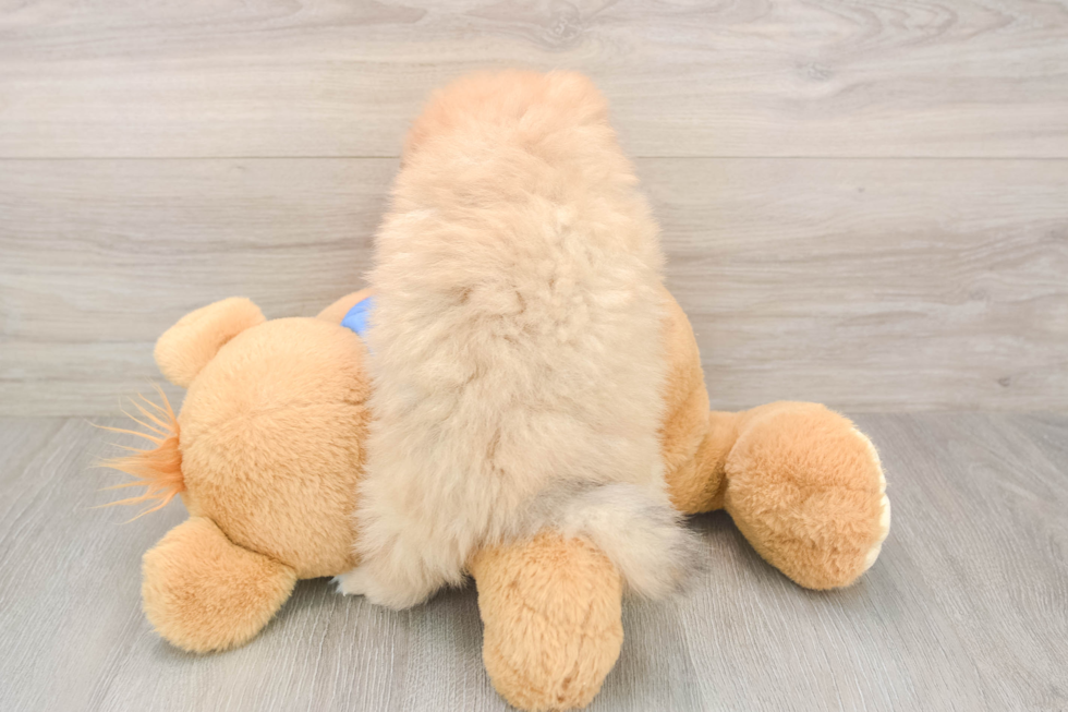 Pomeranian Pup Being Cute