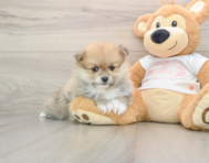 8 week old Pomeranian Puppy For Sale - Lone Star Pups
