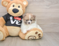 8 week old Pomeranian Puppy For Sale - Lone Star Pups