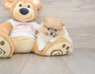 7 week old Pomeranian Puppy For Sale - Lone Star Pups
