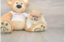 Pomeranian Puppy for Adoption